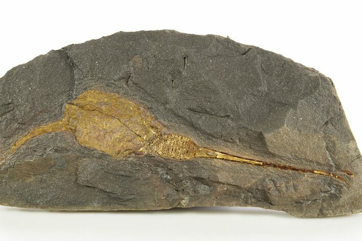 Ordovician Carpoid Fossil - Ktaoua Formation, Morocco #312743